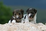 FOX TERRIER 700